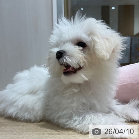 マルチーズの写真