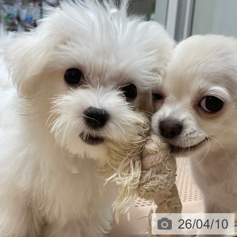 マルチーズの写真