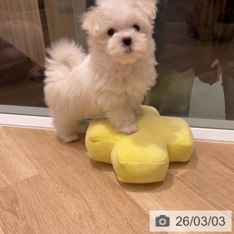 マルチーズの写真