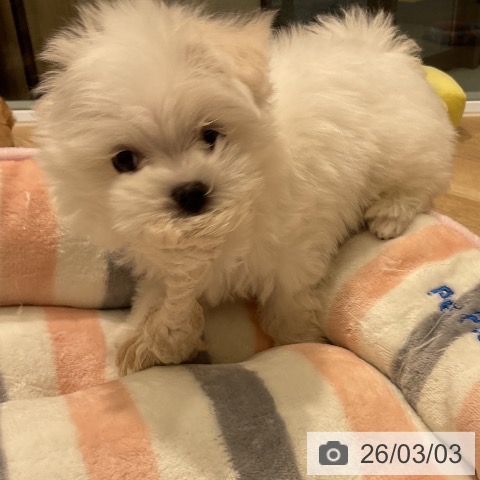 マルチーズの写真