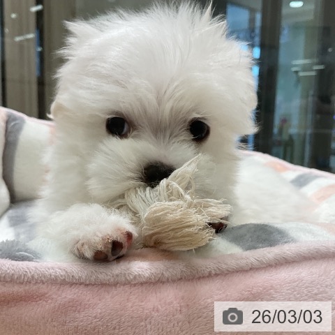 マルチーズの写真