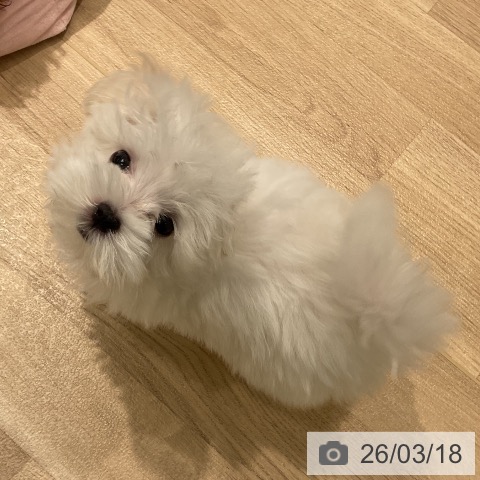 岐阜県のマルチーズ (ペットプラス 光ケ丘店/2025年12月29日生まれ/男の子/ホワイト)の子犬の3枚目の画像