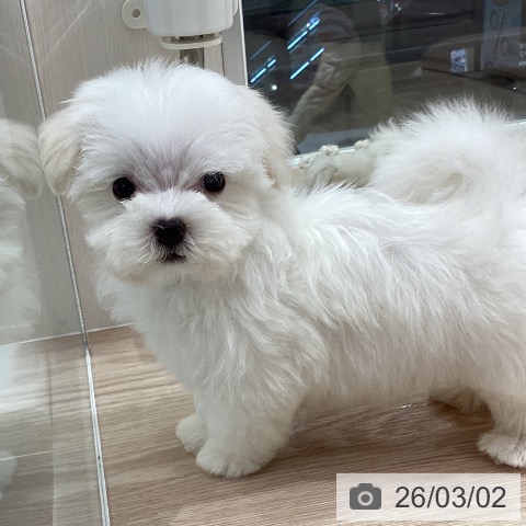 マルチーズの写真