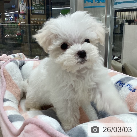 福井県のマルチーズ (ペットプラス 福井店/2025年12月29日生まれ/男の子/ホワイト)の子犬の4枚目の画像
