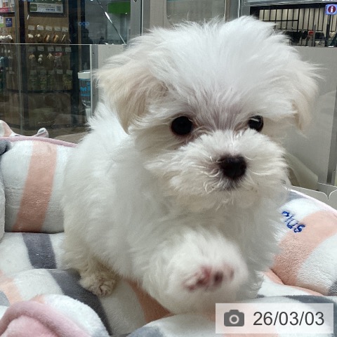 マルチーズの写真