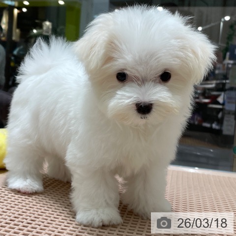 愛知県のマルチーズ (ペットプラス 則武新町店/2025年12月29日生まれ/女の子/ホワイト)の子犬の4枚目の画像