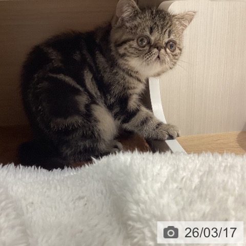 岐阜県のエキゾチック (ペットプラス 各務原店/2025年12月29日生まれ/女の子/ブラウンタビー)の子猫の4枚目の画像