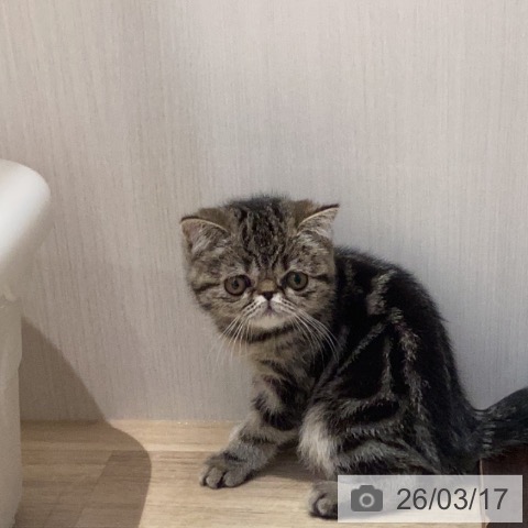 岐阜県のエキゾチック (ペットプラス 各務原店/2025年12月29日生まれ/女の子/ブラウンタビー)の子猫の3枚目の画像