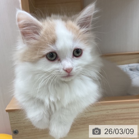 愛知県のマンチカン (ペットプラス 岡崎店/2025年12月25日生まれ/男の子/クリームタビーホワイト)の子猫の4枚目の画像