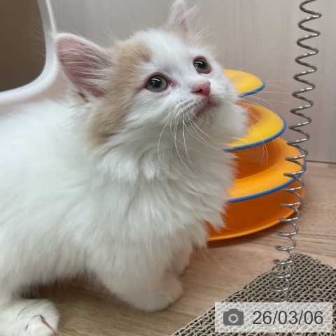 愛知県のマンチカン (ペットプラス 岡崎店/2025年12月25日生まれ/男の子/クリームタビーホワイト)の子猫の3枚目の画像