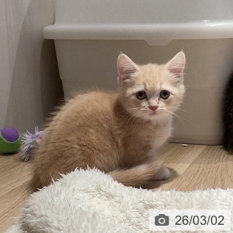 岐阜県のマンチカン (ペットプラス 各務原店/2025年12月25日生まれ/女の子/クリームタビーホワイト)の子猫の4枚目の画像