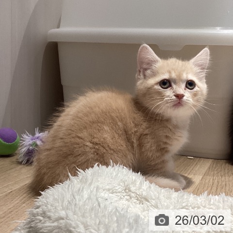 岐阜県のマンチカン (ペットプラス 各務原店/2025年12月25日生まれ/女の子/クリームタビーホワイト)の子猫の3枚目の画像