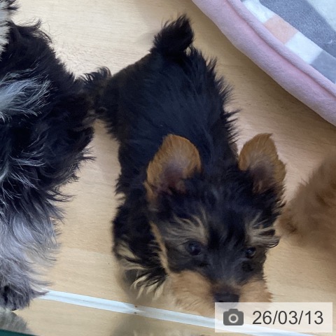愛知県のヨークシャーテリア (ペットプラス 三好店/2025年12月29日生まれ/男の子/スチールブルータン)の子犬の4枚目の画像