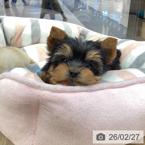 ヨークシャー・テリアの写真