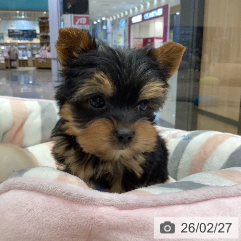 ヨークシャー・テリアの写真