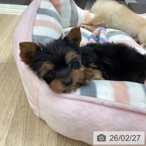 ヨークシャー・テリアの写真