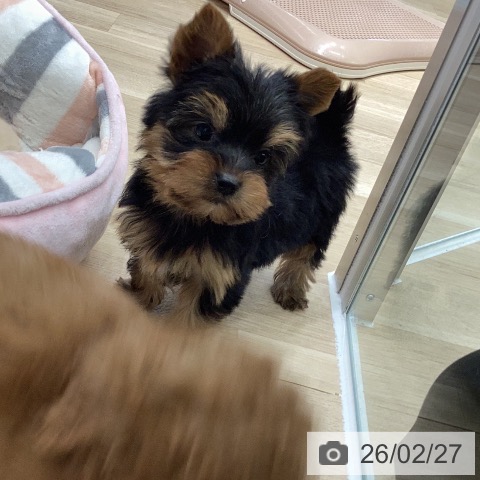 ヨークシャー・テリアの写真