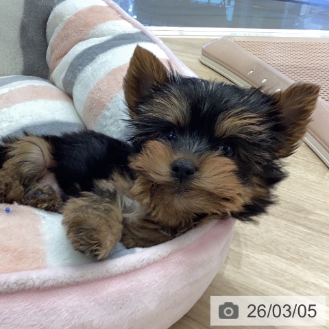 岐阜県のヨークシャーテリア (ペットプラス 各務原店/2025年12月29日生まれ/男の子/スチールブルータン)の子犬の3枚目の画像