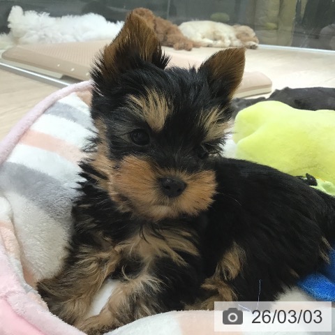 富山県のヨークシャーテリア (ペットプラス 高岡店/2025年12月29日生まれ/男の子/スチールブルータン)の子犬の4枚目の画像