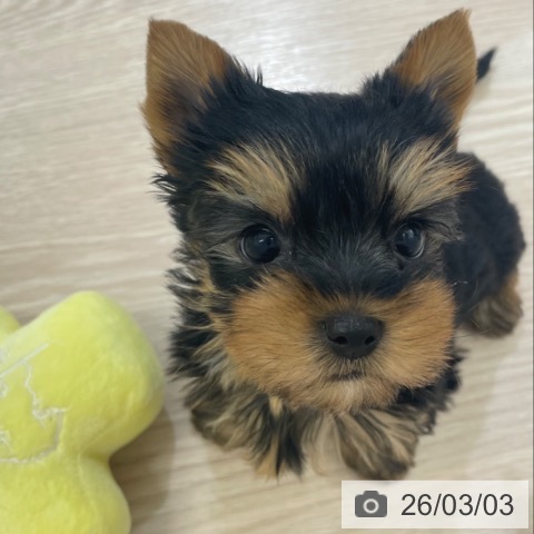 富山県のヨークシャーテリア (ペットプラス 高岡店/2025年12月29日生まれ/男の子/スチールブルータン)の子犬の3枚目の画像