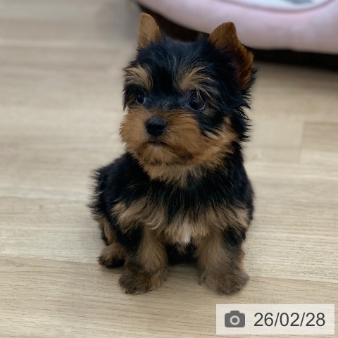 ヨークシャー・テリアの写真