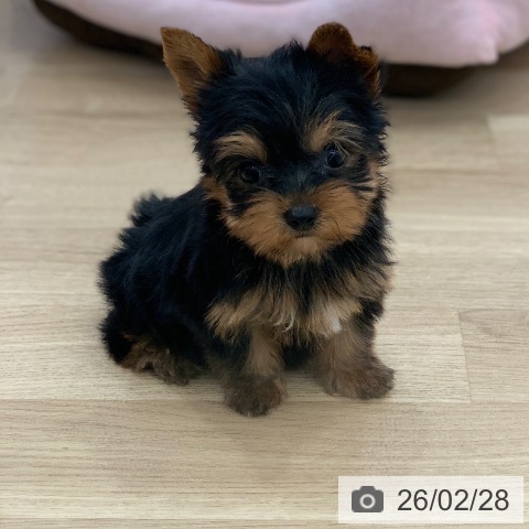 ヨークシャー・テリアの写真