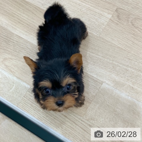 ヨークシャー・テリアの写真