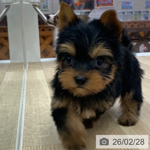 ヨークシャー・テリアの写真