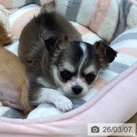 岐阜県のチワワ(ロング) (ペットプラス 各務原店/2025年12月31日生まれ/女の子/セーブルホワイト)の子犬の4枚目の画像