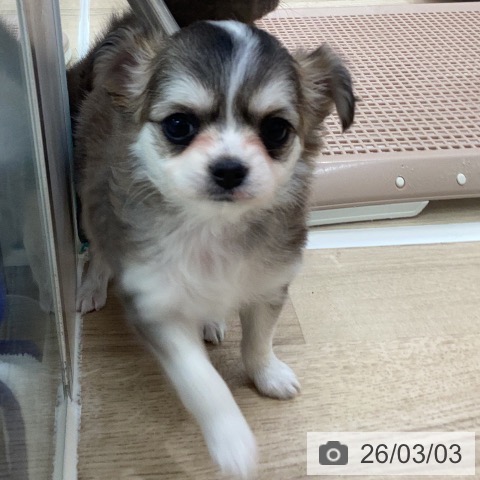 岐阜県のチワワ(ロング) (ペットプラス 各務原店/2025年12月31日生まれ/女の子/セーブルホワイト)の子犬の3枚目の画像