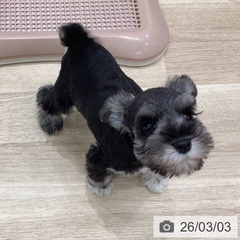 岐阜県のミニチュアシュナウザー (ペットプラス 各務原店/2025年12月31日生まれ/女の子/ソルトペッパー)の子犬の4枚目の画像