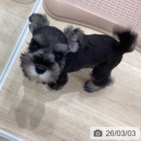 岐阜県のミニチュアシュナウザー (ペットプラス 各務原店/2025年12月31日生まれ/女の子/ソルトペッパー)の子犬の3枚目の画像