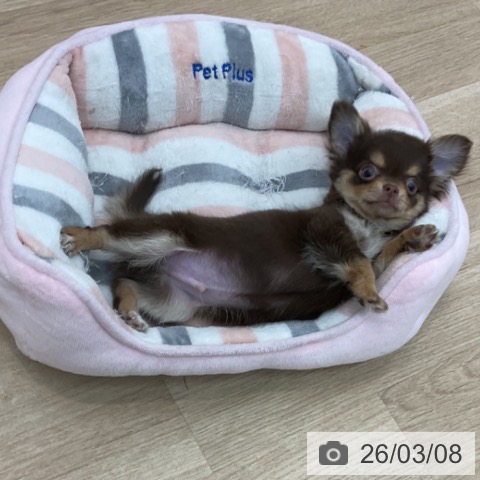 愛知県のチワワ(ロング) (ペットプラス みなと店/2025年12月31日生まれ/男の子/チョコレートタン)の子犬の4枚目の画像