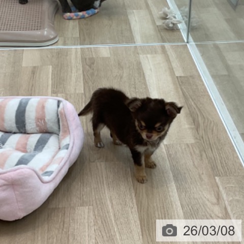 愛知県のチワワ(ロング) (ペットプラス みなと店/2025年12月31日生まれ/男の子/チョコレートタン)の子犬の3枚目の画像