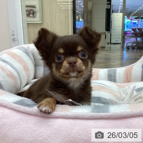 愛知県のチワワ(ロング) (ペットプラス 豊田店/2025年12月31日生まれ/女の子/チョコレートタン)の子犬の4枚目の画像