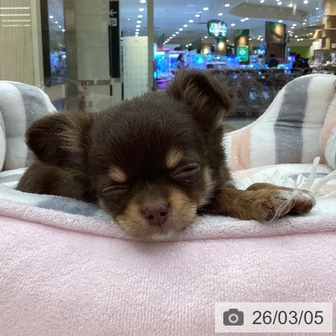 愛知県のチワワ(ロング) (ペットプラス 豊田店/2025年12月31日生まれ/女の子/チョコレートタン)の子犬の3枚目の画像
