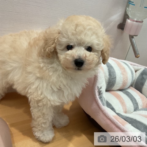 トイ・プードルの写真