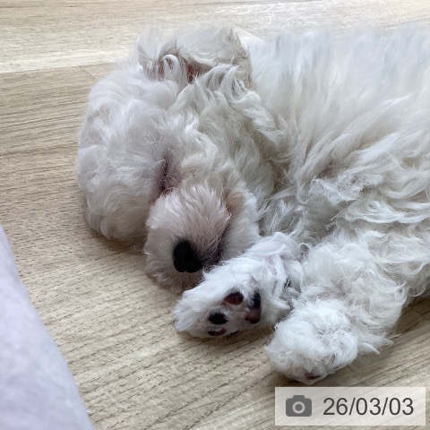 トイ・プードルの写真