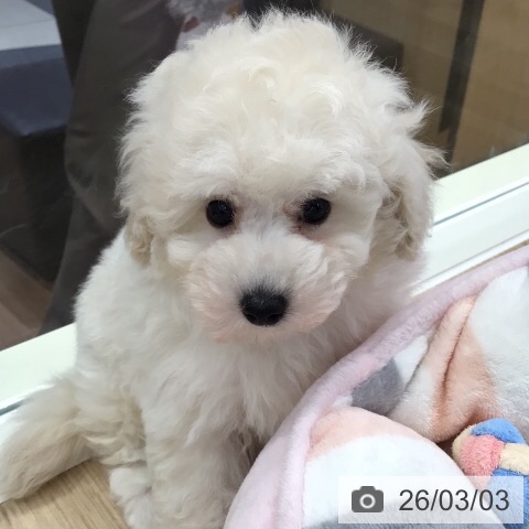 岐阜県のトイプードル(トイ) (ペットプラス 各務原店/2025年12月30日生まれ/女の子/ホワイト)の子犬の4枚目の画像