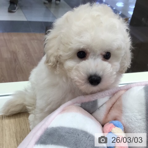 岐阜県のトイプードル(トイ) (ペットプラス 各務原店/2025年12月30日生まれ/女の子/ホワイト)の子犬の3枚目の画像