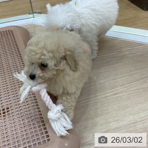 トイ・プードルの写真