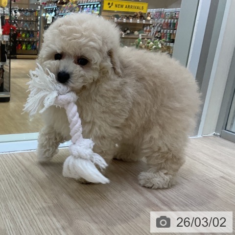 トイ・プードルの写真