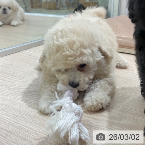 トイ・プードルの写真