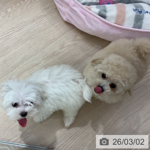 トイ・プードルの写真