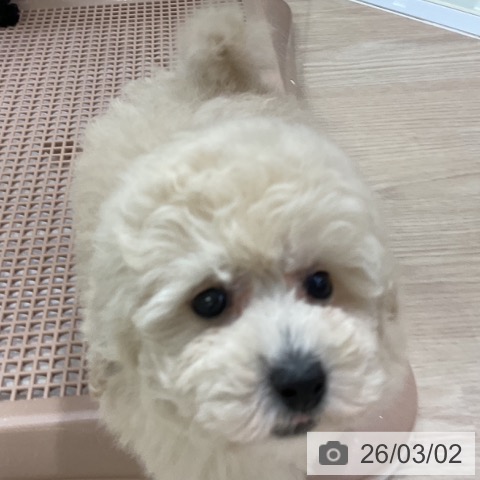 トイ・プードルの写真