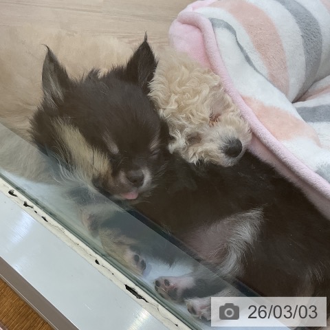 愛知県のトイプードル(トイ) (ペットプラス ナゴヤドーム前店/2025年12月30日生まれ/女の子/クリーム)の子犬の4枚目の画像