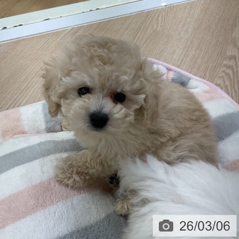 愛知県のトイプードル(トイ) (ペットプラス ナゴヤドーム前店/2025年12月30日生まれ/女の子/クリーム)の子犬の3枚目の画像