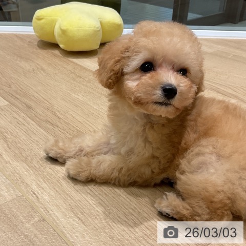 トイ・プードルの写真