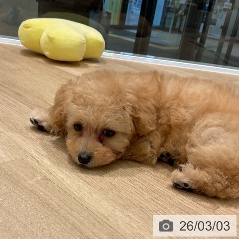 トイ・プードルの写真