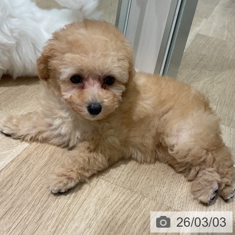 トイ・プードルの写真